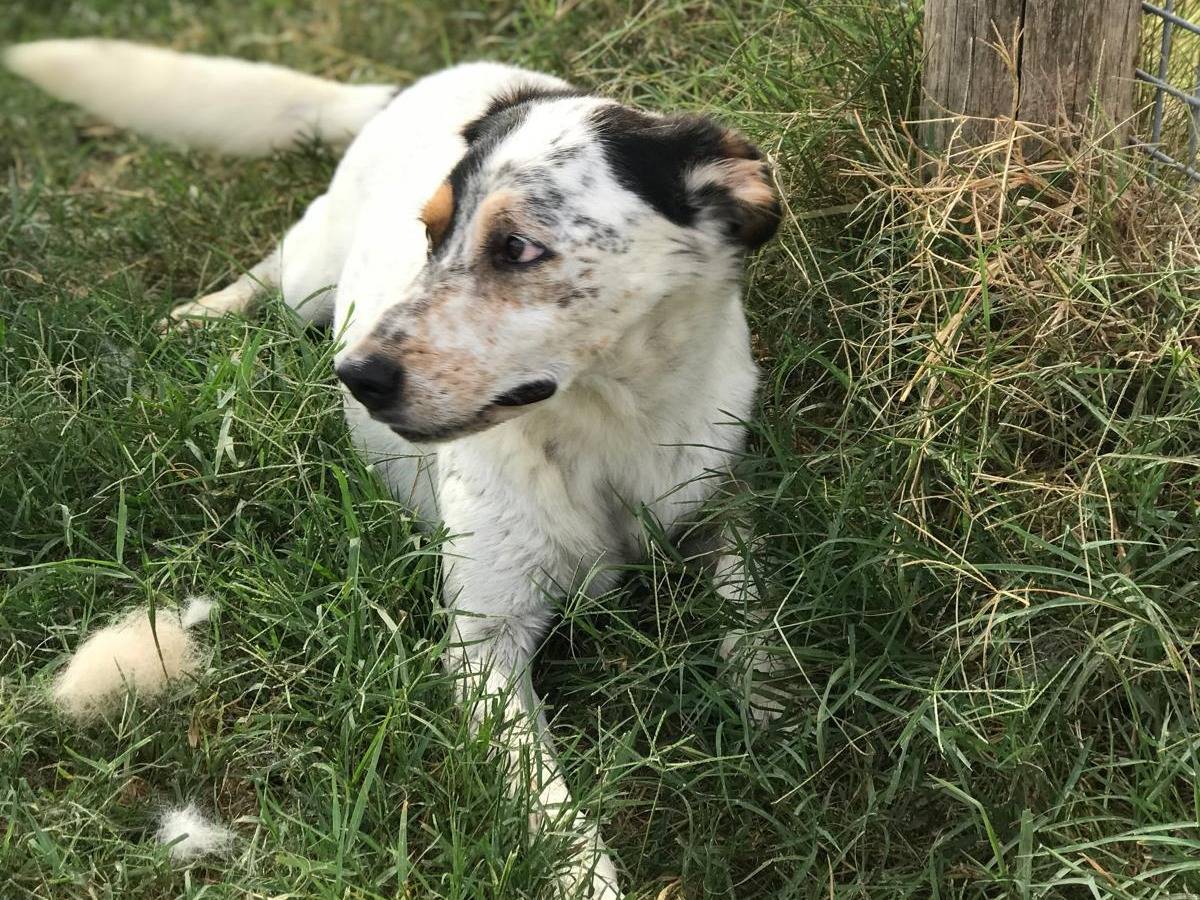 Adotta un cane, taglia media, maschio, Latina