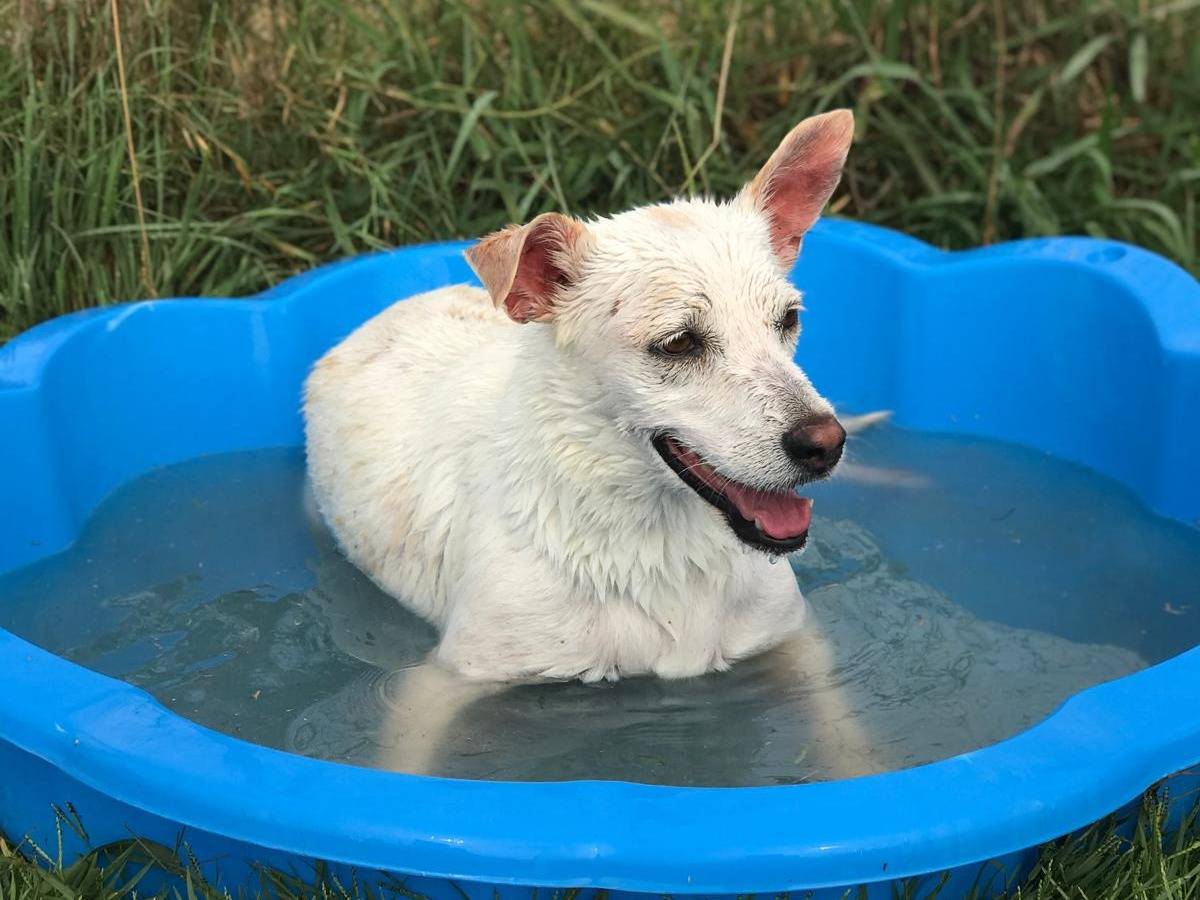 Adotta un cane, femmina, 6 anni , Latina