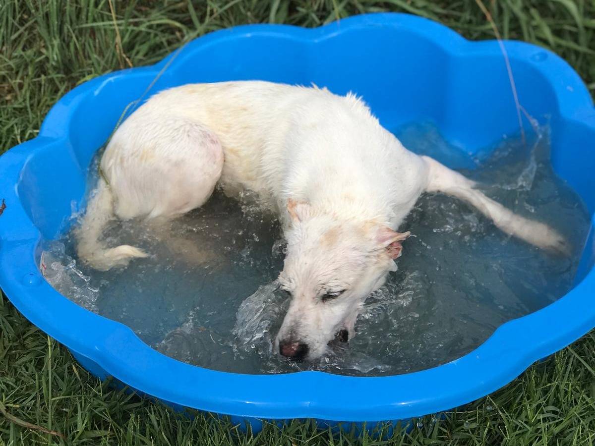 Adotta un cane, taglia media, femmina, Latina