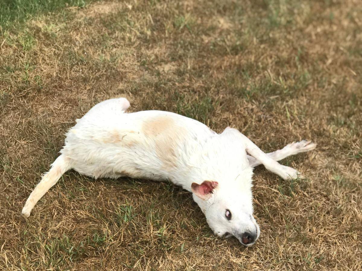 Vuoi adottare un cane a Latina?