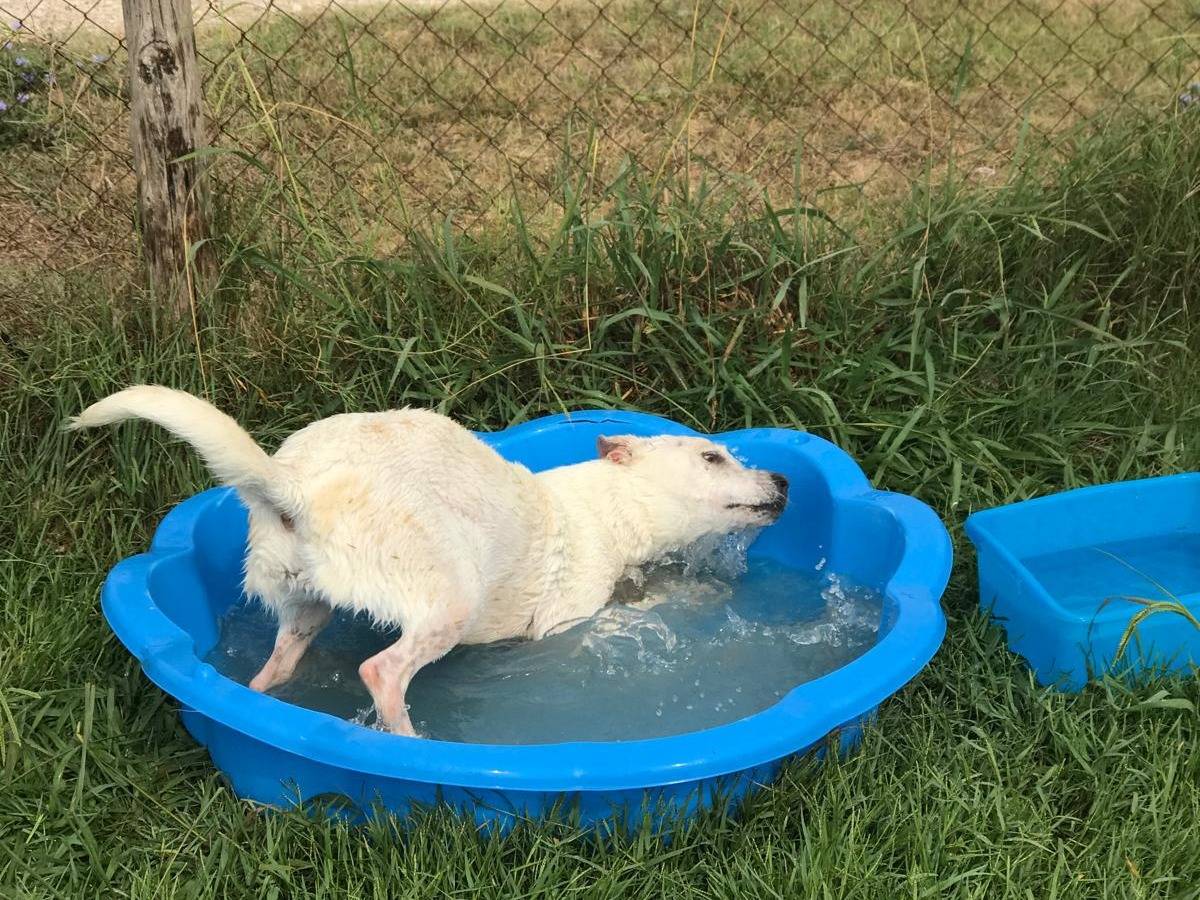 Adotta il cane TILLA a Latina