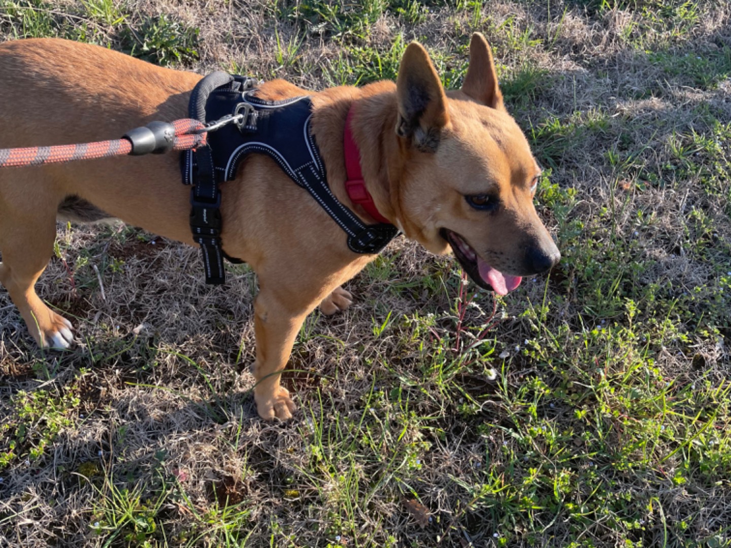 Adotta il cane Lucy a Frosinone