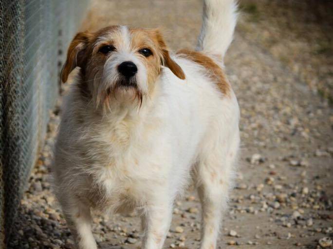 Adotta un cane, maschio, 13 anni  e 2 mesi , Verona