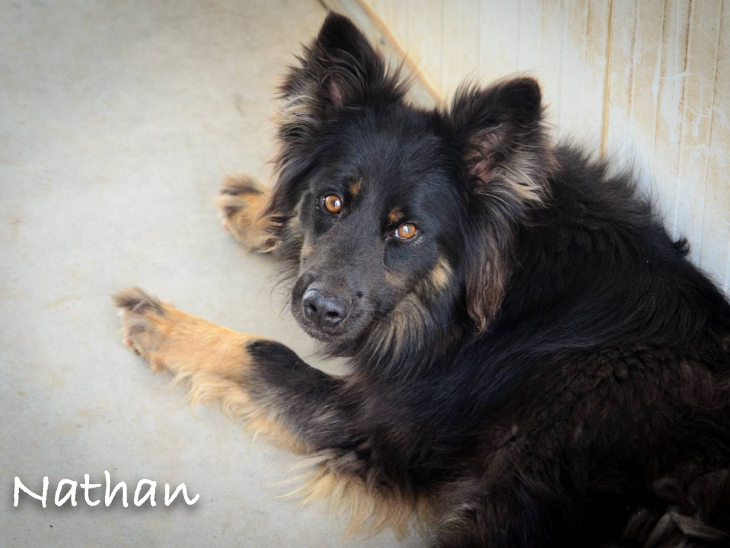 Adotta un cane, maschio, 9 anni  e 4 mesi , Verona