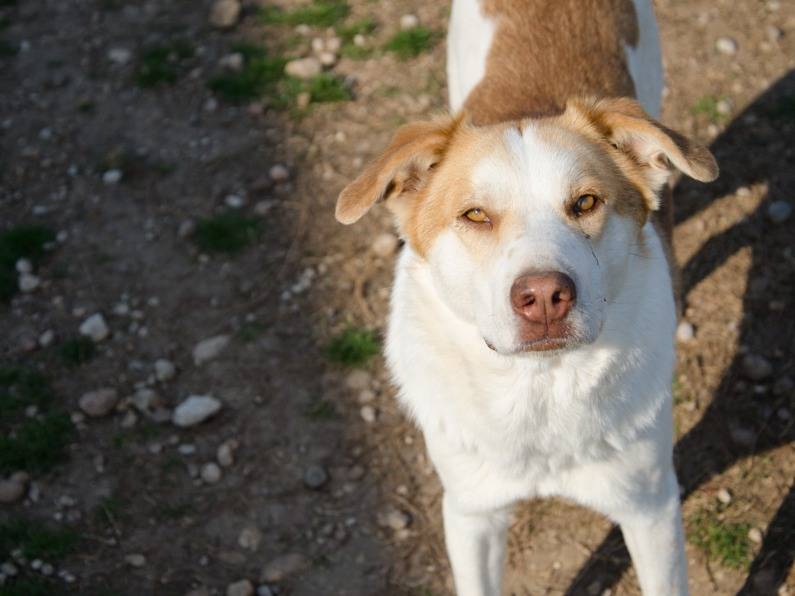 Foto dell'animale