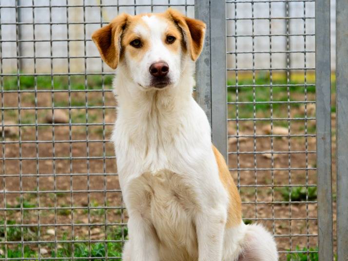 Adotta un cane, maschio, 8 anni  e 6 mesi , Verona