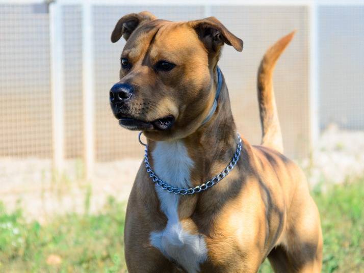 Adotta un cane, maschio, 9 anni  e 4 mesi , Verona