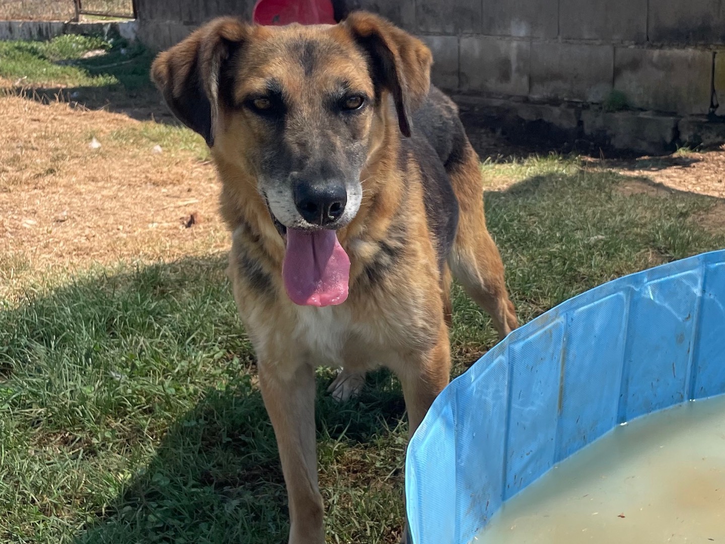 Adotta un cane, taglia media, femmina, Frosinone