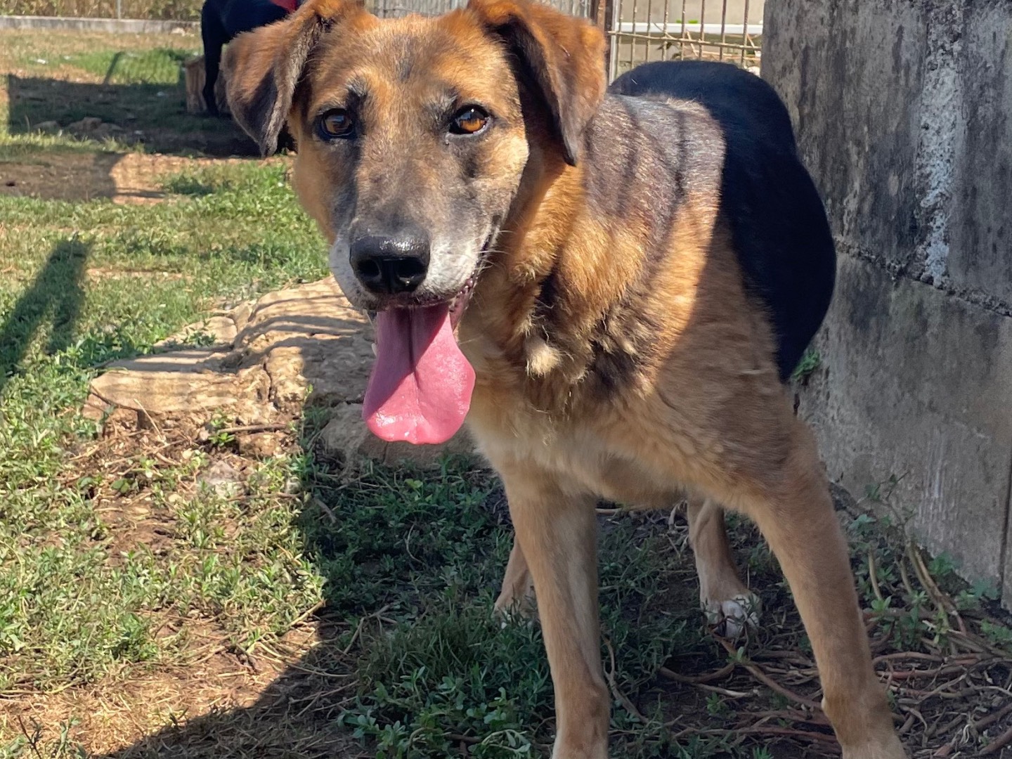 Adozione cane, femmina, Pastore tedesco, 8 anni , taglia media, Frosinone