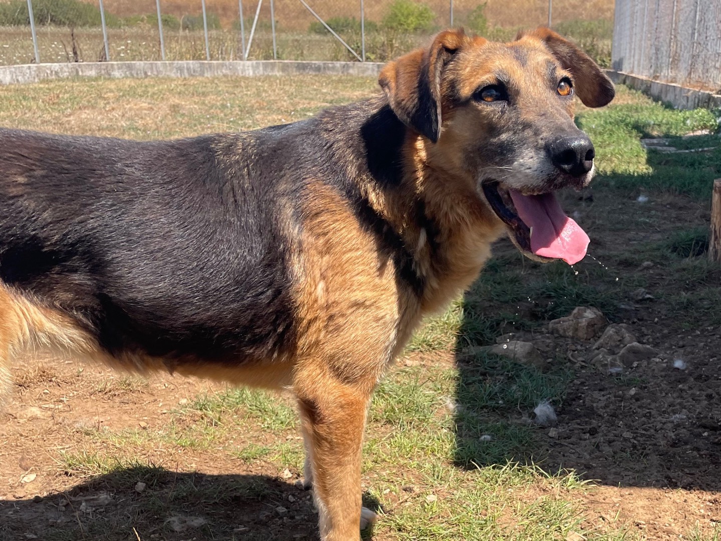 Vuoi adottare un cane a Frosinone?
