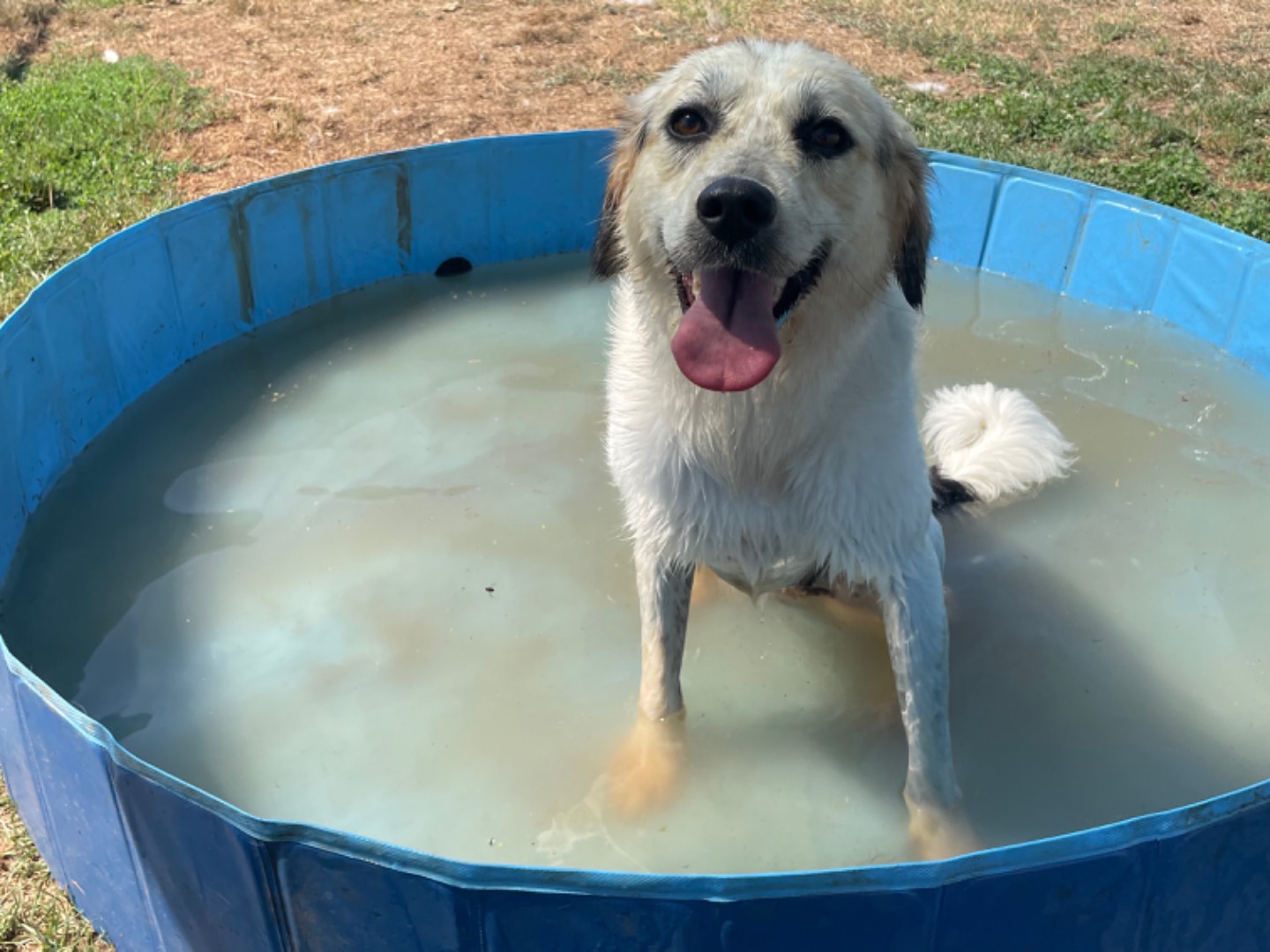 Adotta un cane, femmina, 2 anni  e 2 mesi , Frosinone