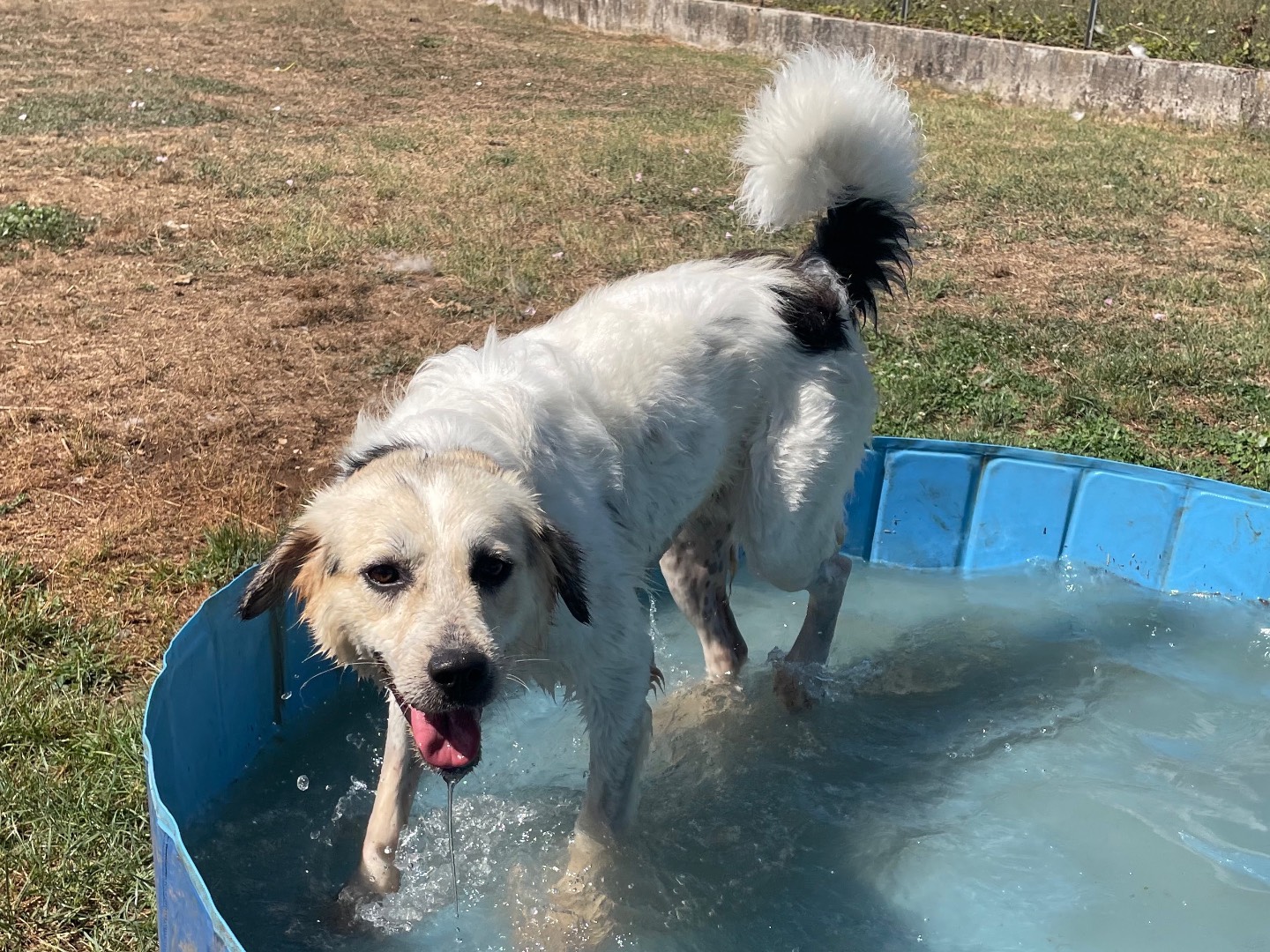 Vuoi adottare un cane a Frosinone?