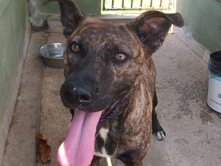Adozione cane, femmina, meticcio, 2 anni  e 10 mesi , taglia media, Napoli