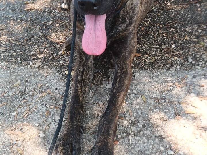 Adotta un cane, femmina, 2 anni  e 10 mesi , Napoli