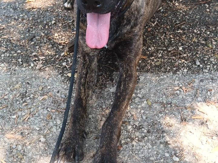 Adotta un cane, taglia media, femmina, Napoli