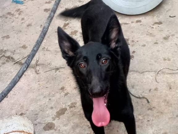 Adozione cane, femmina, meticcio, 4 anni e 2 mesi, taglia media contenuta, Milano