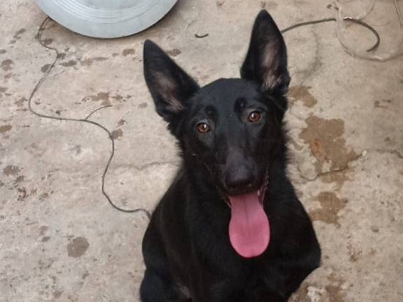 Adotta un cane, femmina, 4 anni e 2 mesi, Milano