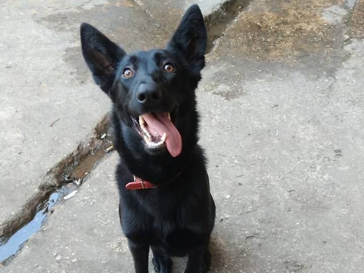 Adotta un cane, taglia media contenuta, femmina, Milano