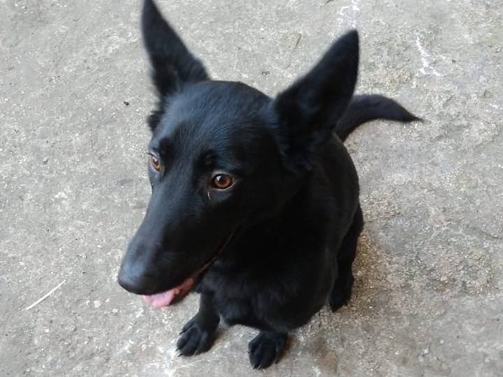 Vuoi adottare un cane a Milano?