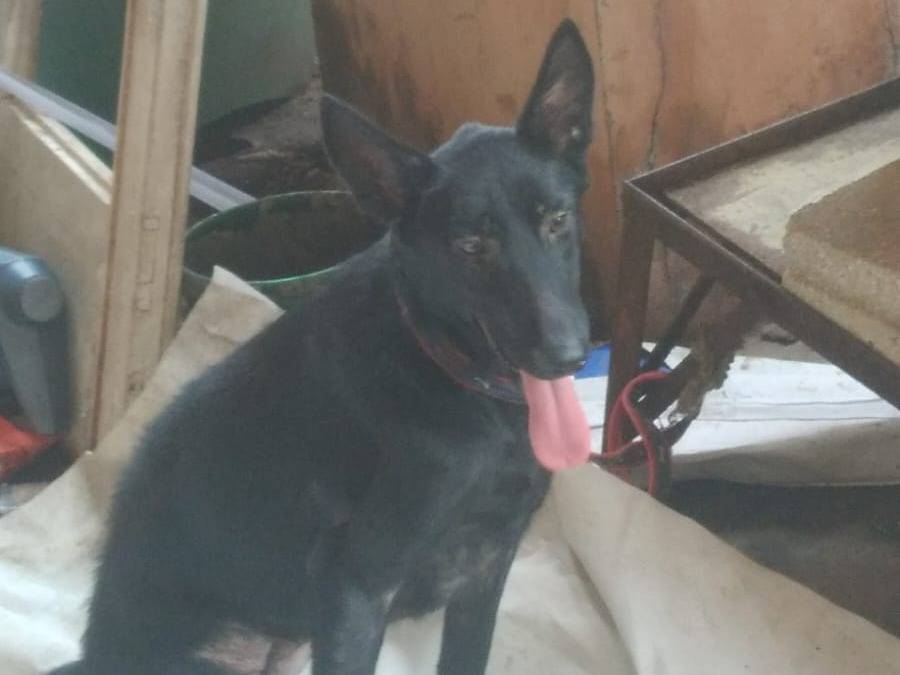 Adotta il cane CHEEPA a Milano