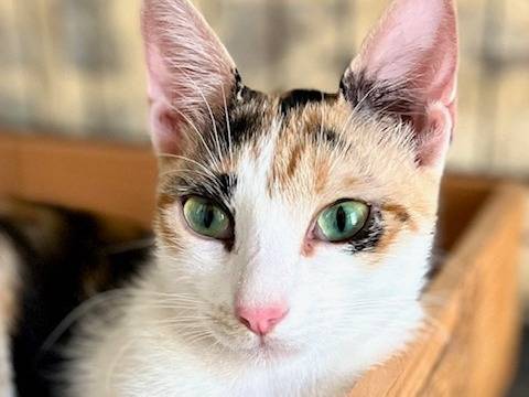 Adozione gatto, femmina, meticcio, 2 anni e 4 mesi, taglia non valida, Macerata