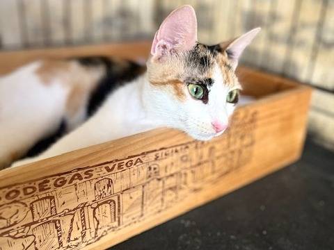 Adotta un gatto, taglia non valida, femmina, Macerata