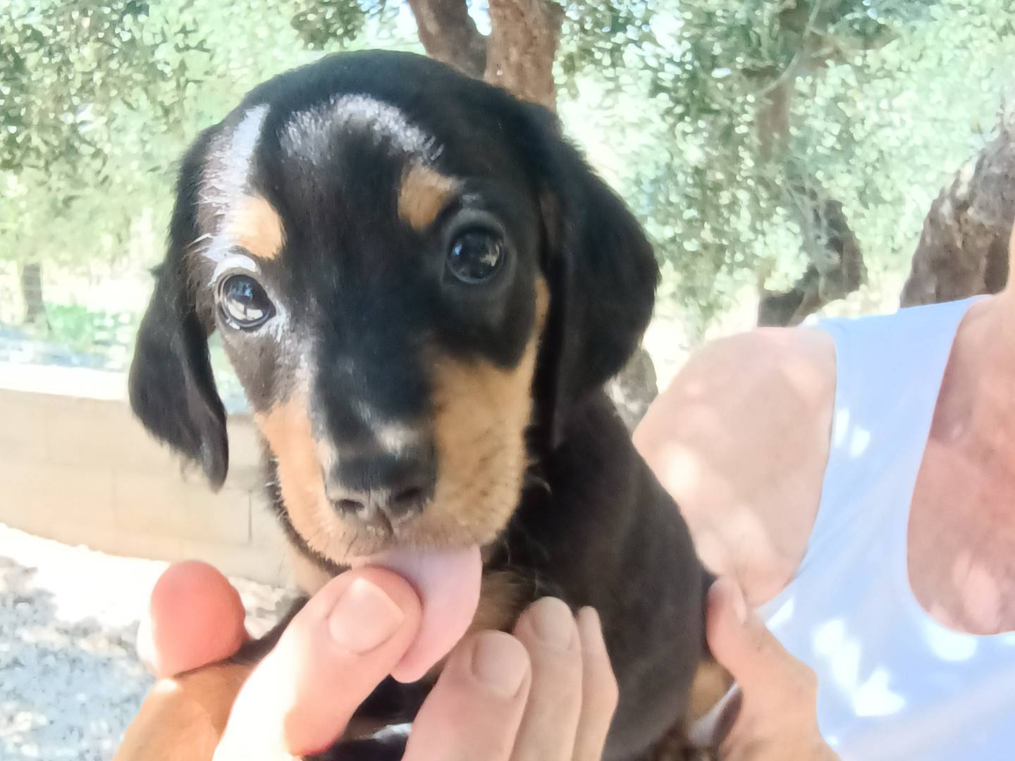 Adozione cane, femmina, Pinscher Bassotto, 1 anno e 7 mesi, taglia piccola, Chieti