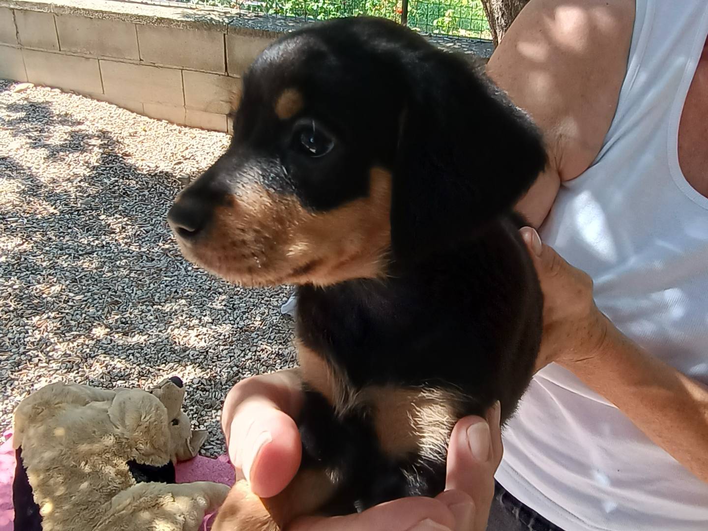 Adotta un cane, femmina, 1 anno e 7 mesi, Chieti