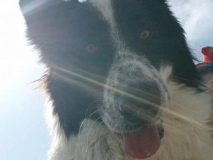 Adotta un cane, maschio, 2 anni  e 2 mesi , Latina