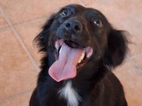 Adotta un cane, femmina, 2 anni e 3 mesi, Crotone