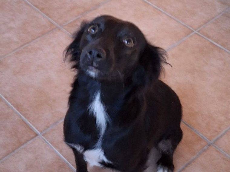 Adotta un cane, taglia media contenuta, femmina, Crotone