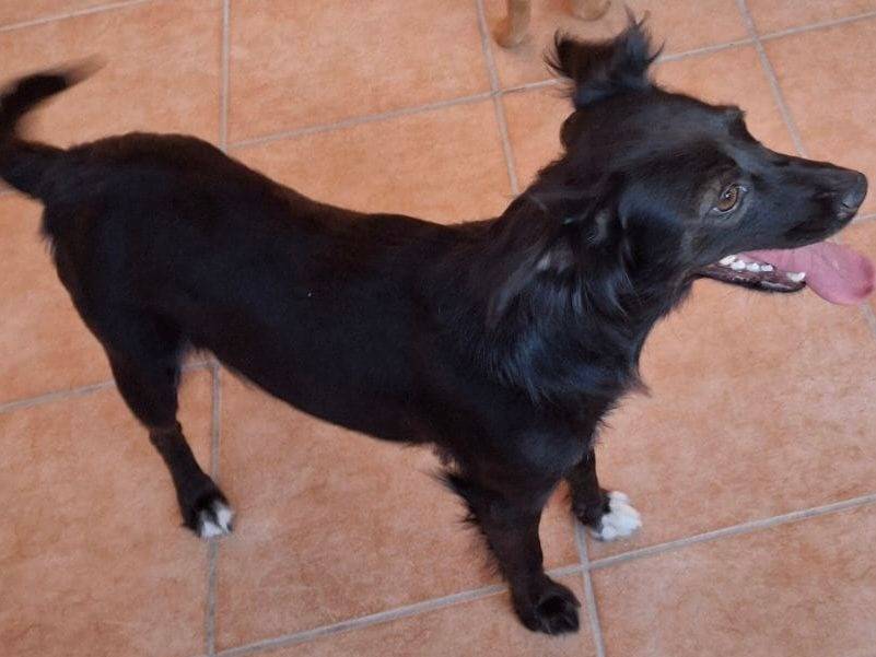 Vuoi adottare un cane a Crotone?