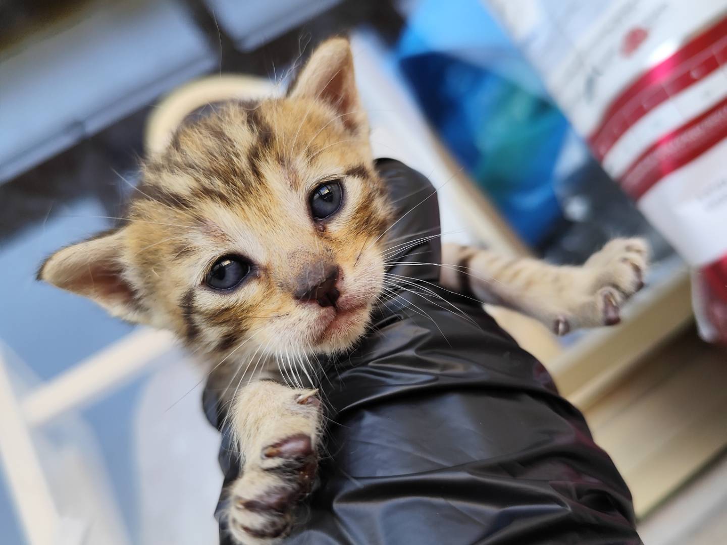 Foto dell'animale