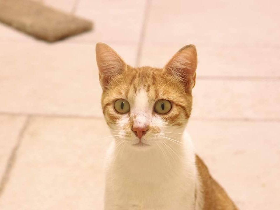 Adozione gatto, maschio, meticcio, 2 anni e 8 mesi, taglia non valida, Bari