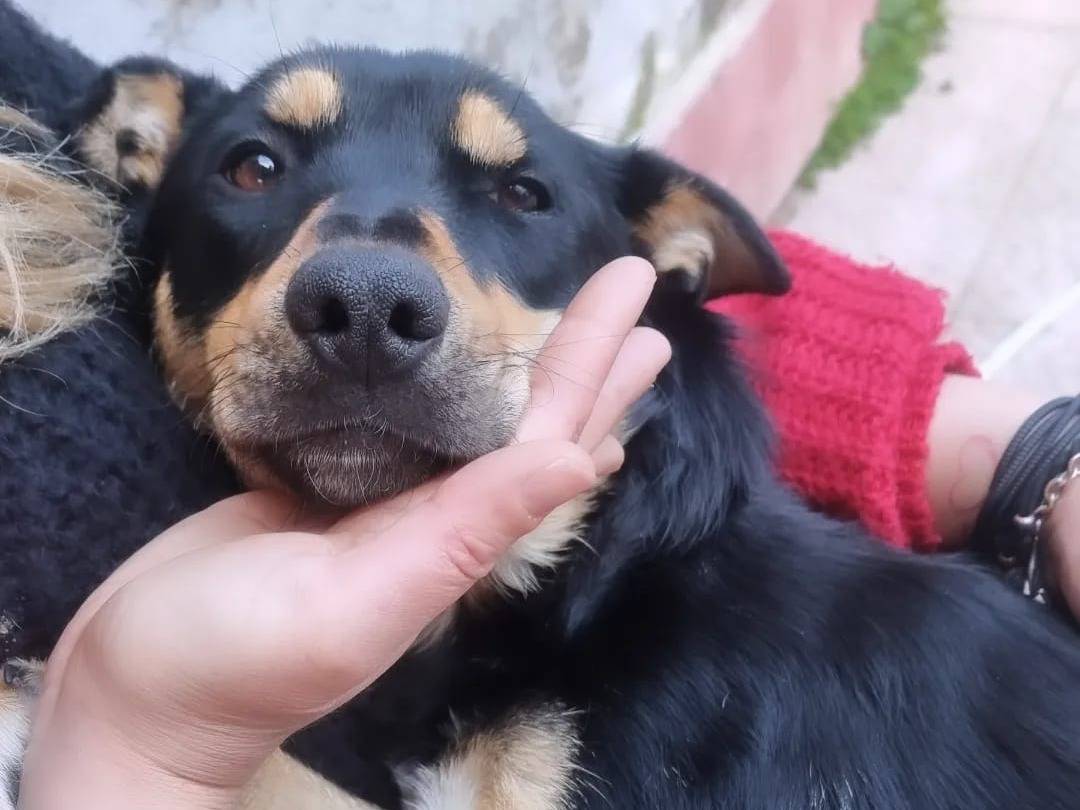 Foto dell'animale