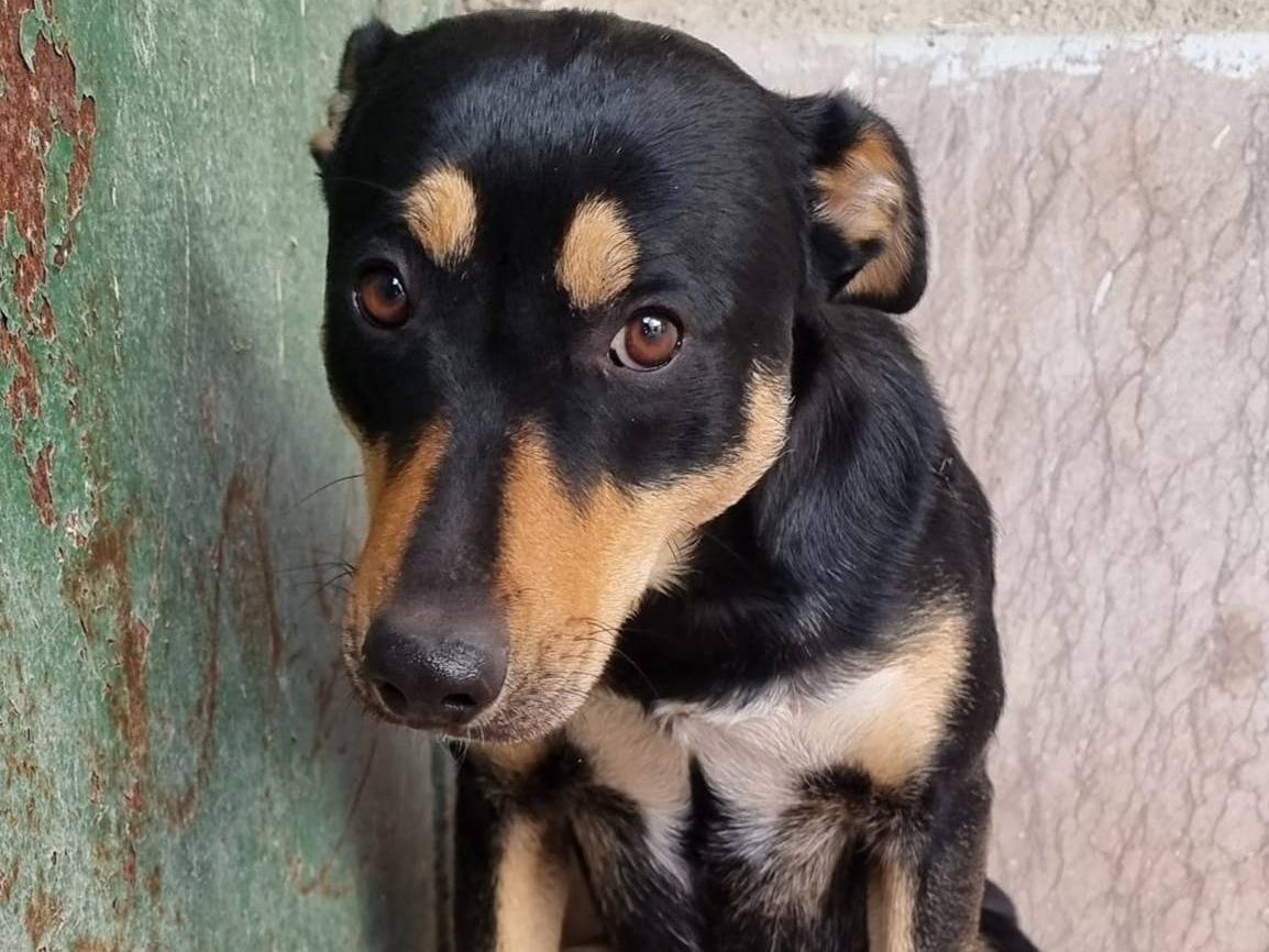 Adotta un cane, taglia media, femmina, Napoli