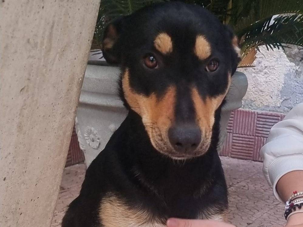 Adotta il cane Kora a Napoli