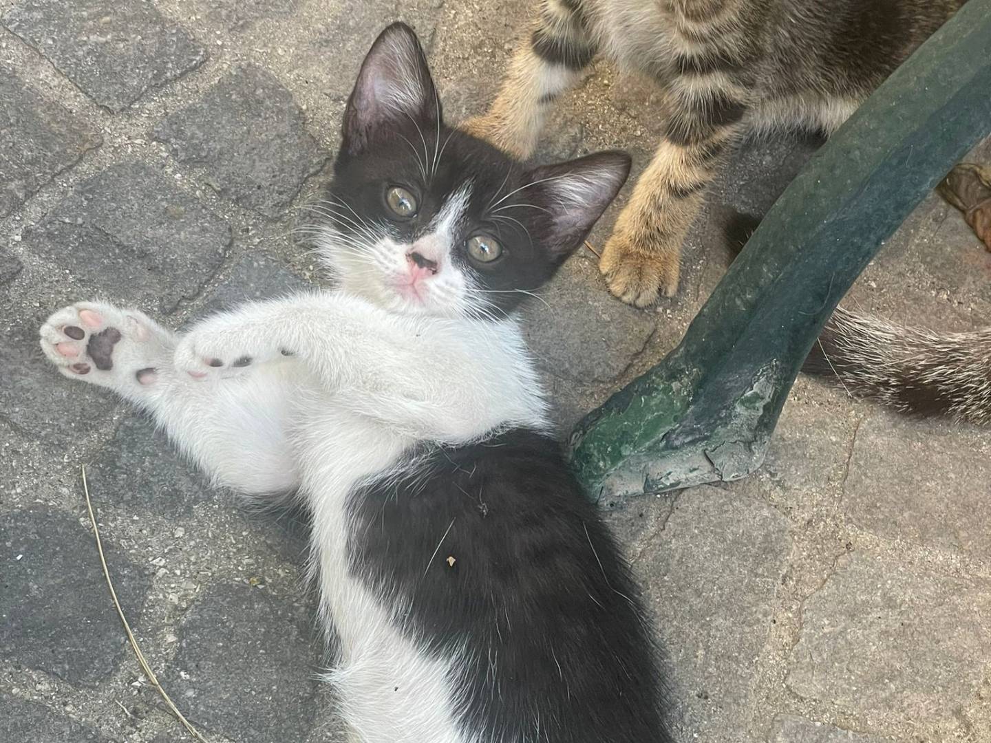 Adotta un gatto, taglia non valido, femmina, Napoli