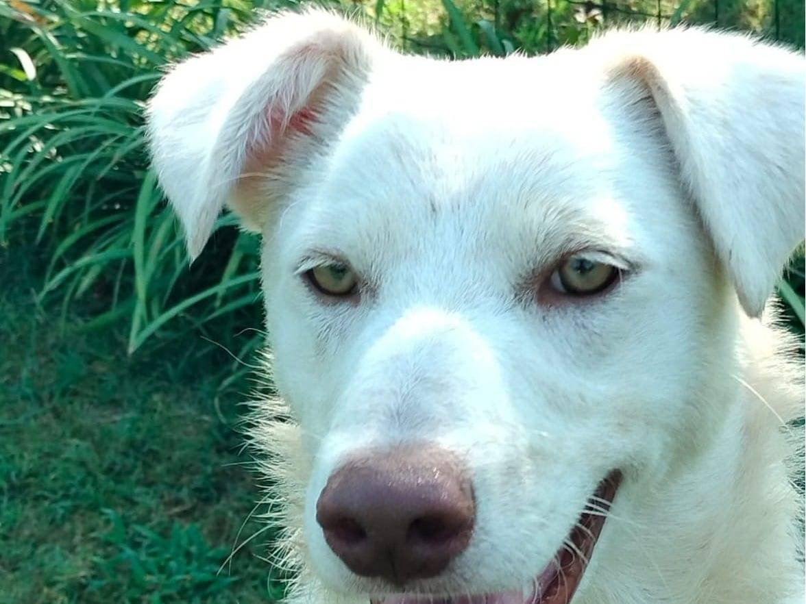 Adotta un cane, maschio, 2 anni, Parma