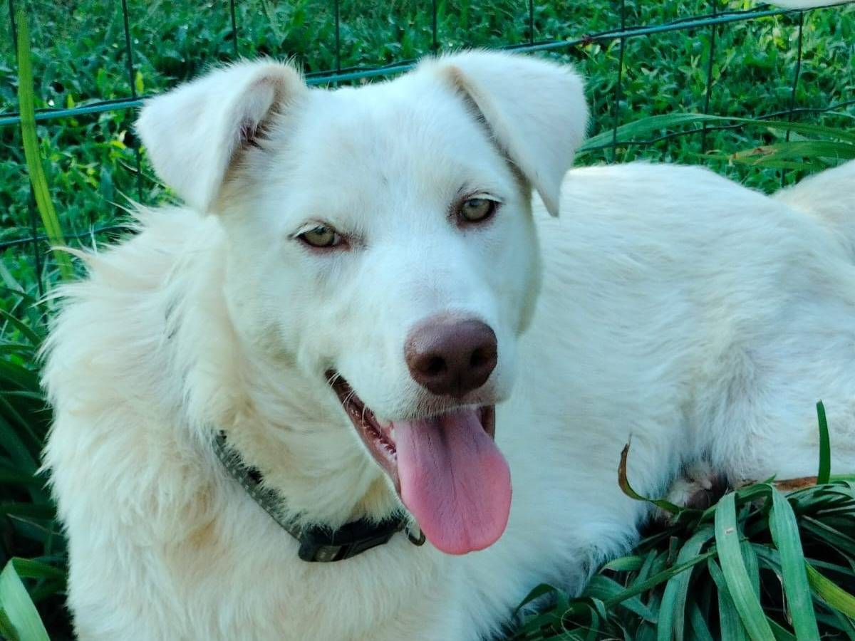 Adotta un cane, taglia media, maschio, Parma