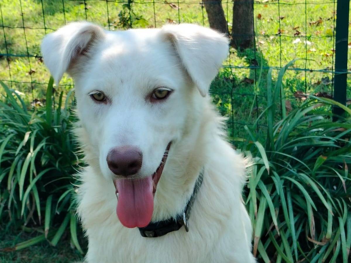 Vuoi adottare un cane a Parma?