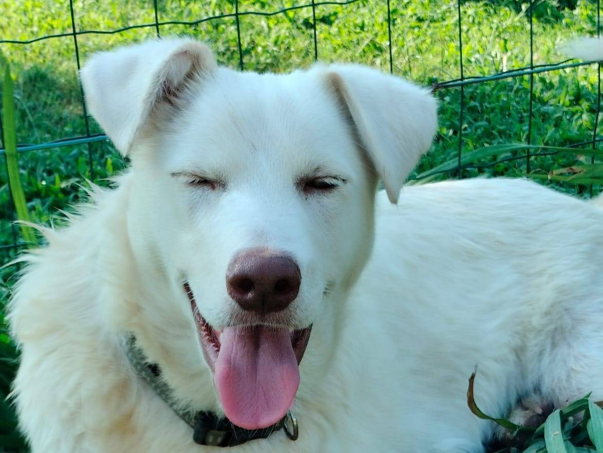 Adotta il cane REMÌ a Parma