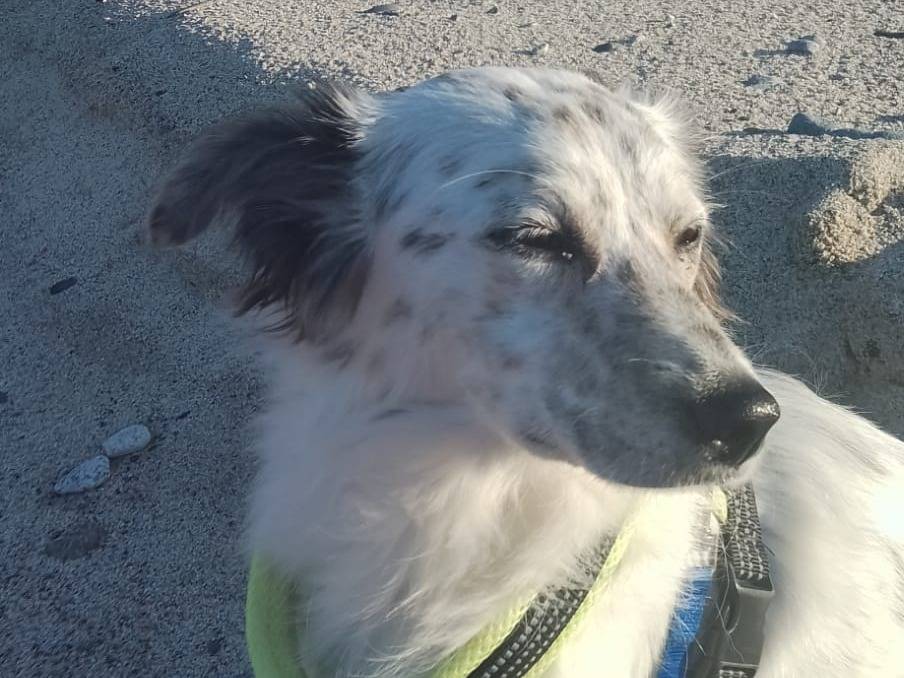 Adotta un cane, taglia media contenuta, femmina, Crotone