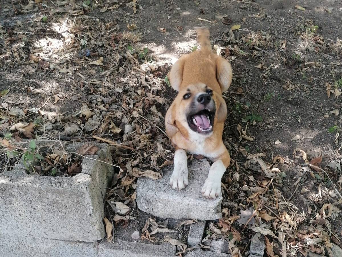 Adozione cane, maschio, meticcio, 6 mesi, taglia media contenuta, Napoli