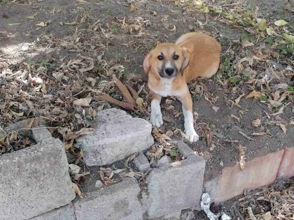 Adotta un cane, maschio, 1 anno e 10 mesi, Napoli