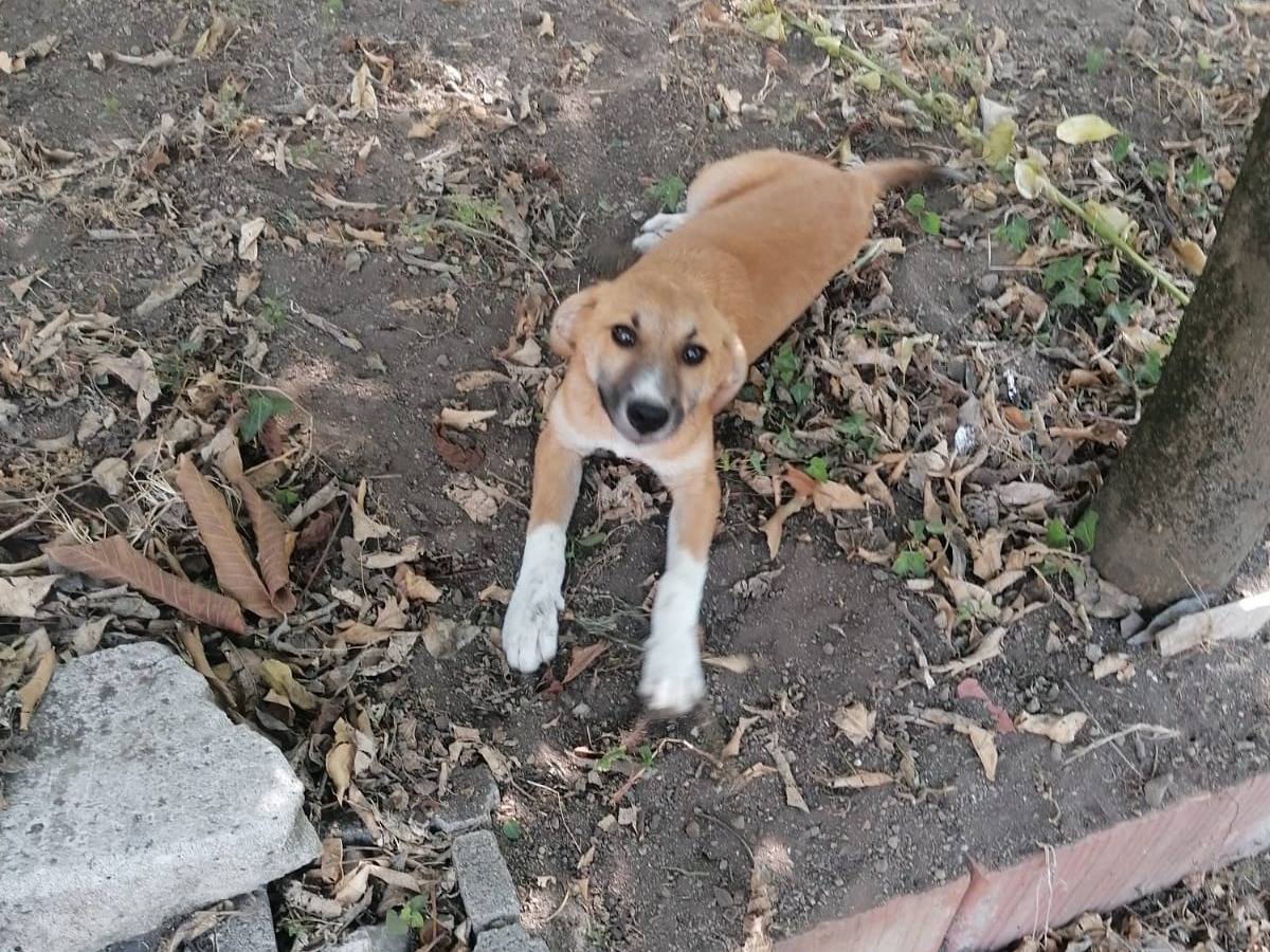 Vuoi adottare un cane a Napoli?