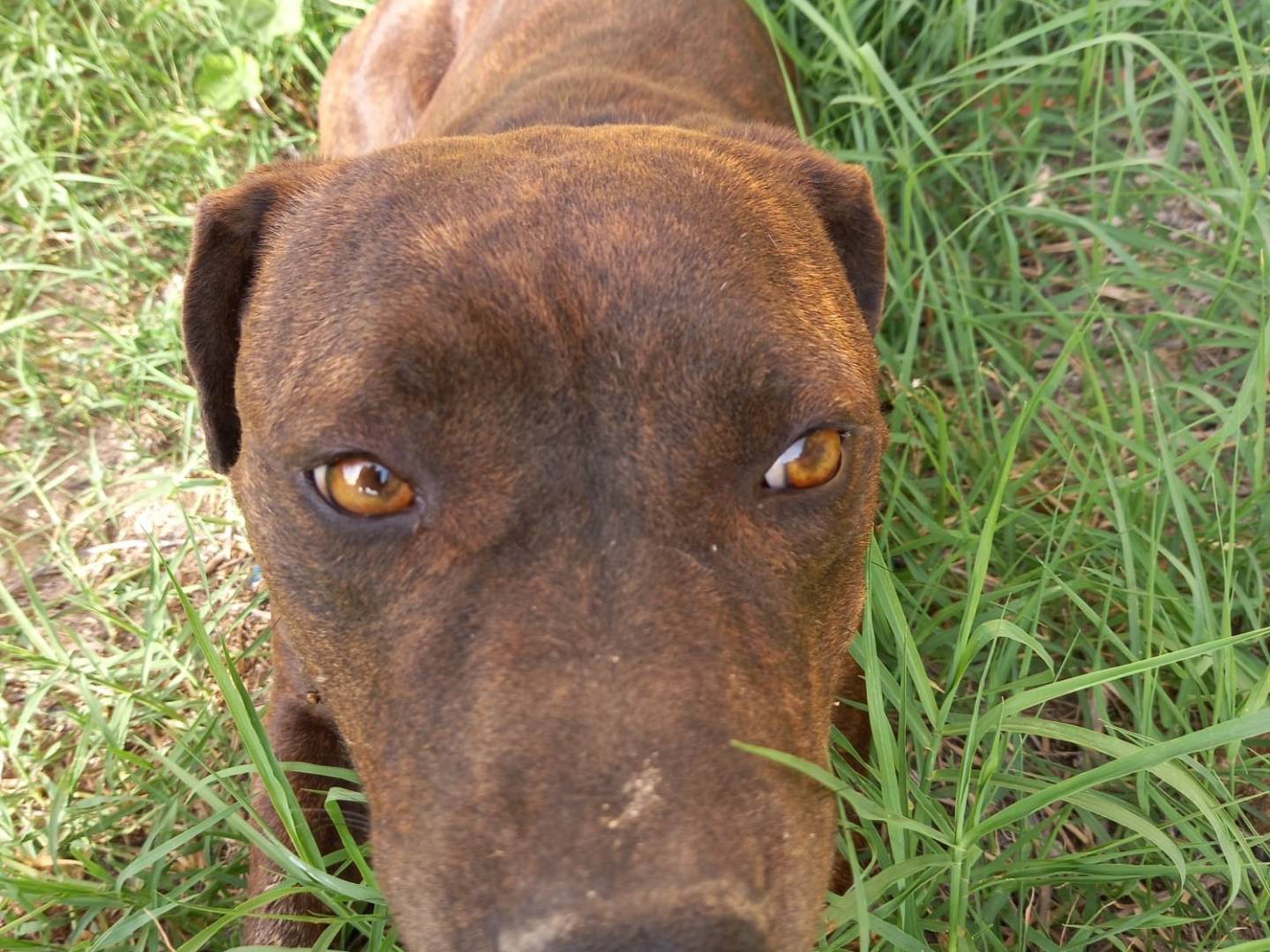 Adotta un cane, femmina, 3 anni  e 3 mesi , Salerno