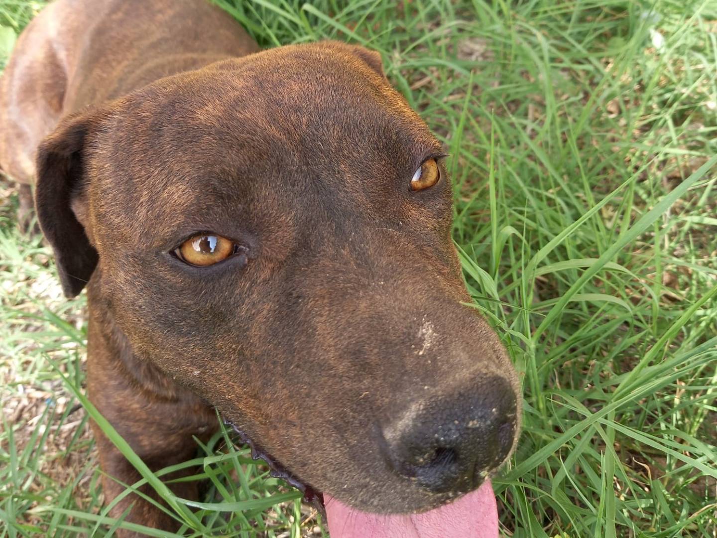 Adotta un cane, taglia media, femmina, Salerno