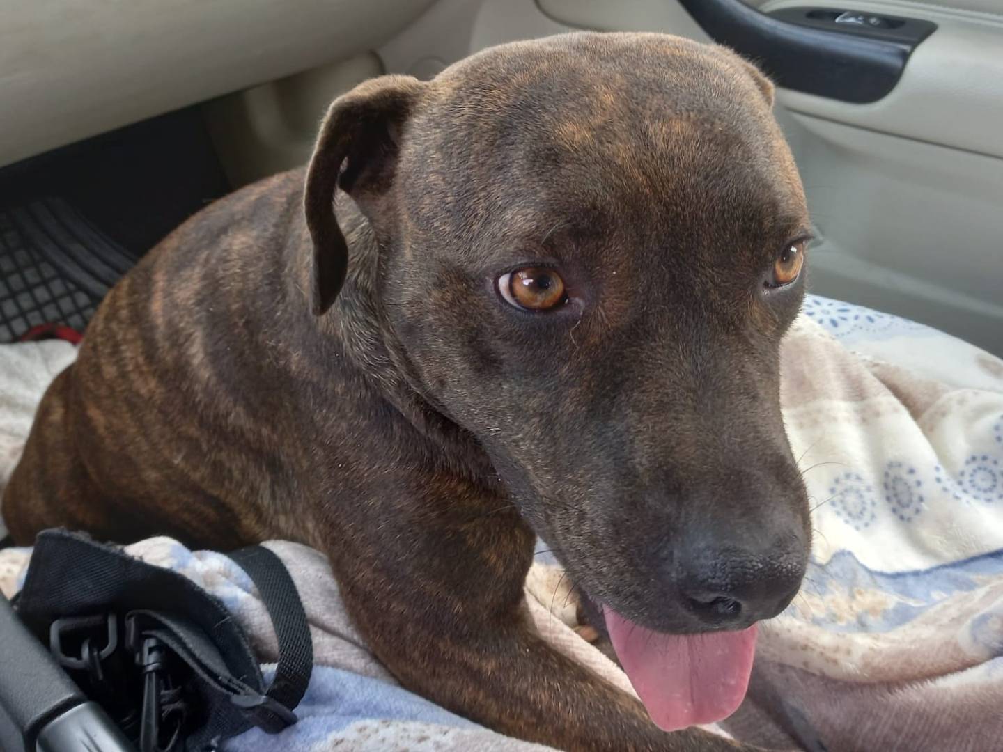 Vuoi adottare un cane a Salerno?