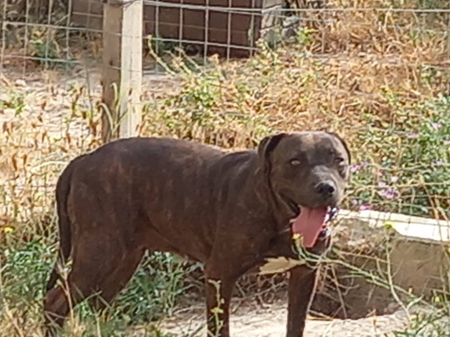 Adotta il cane LIBERA a Salerno